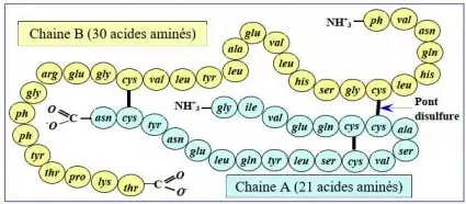 Libération de l'énergie emmagasinée dans la matière organique